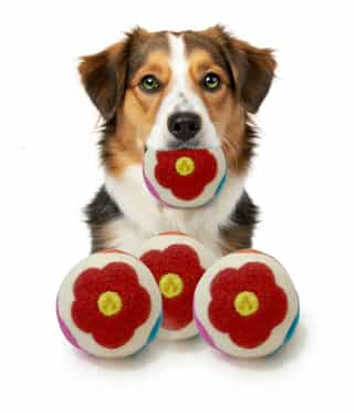 Handmade Felt Dog Toy – 100% Wool | Eco-Friendly | Wholesale Supplier | Made in Nepal