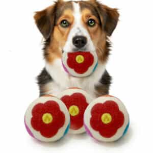 Handmade Felt Dog Toy – 100% Wool | Eco-Friendly | Wholesale Supplier | Made in Nepal